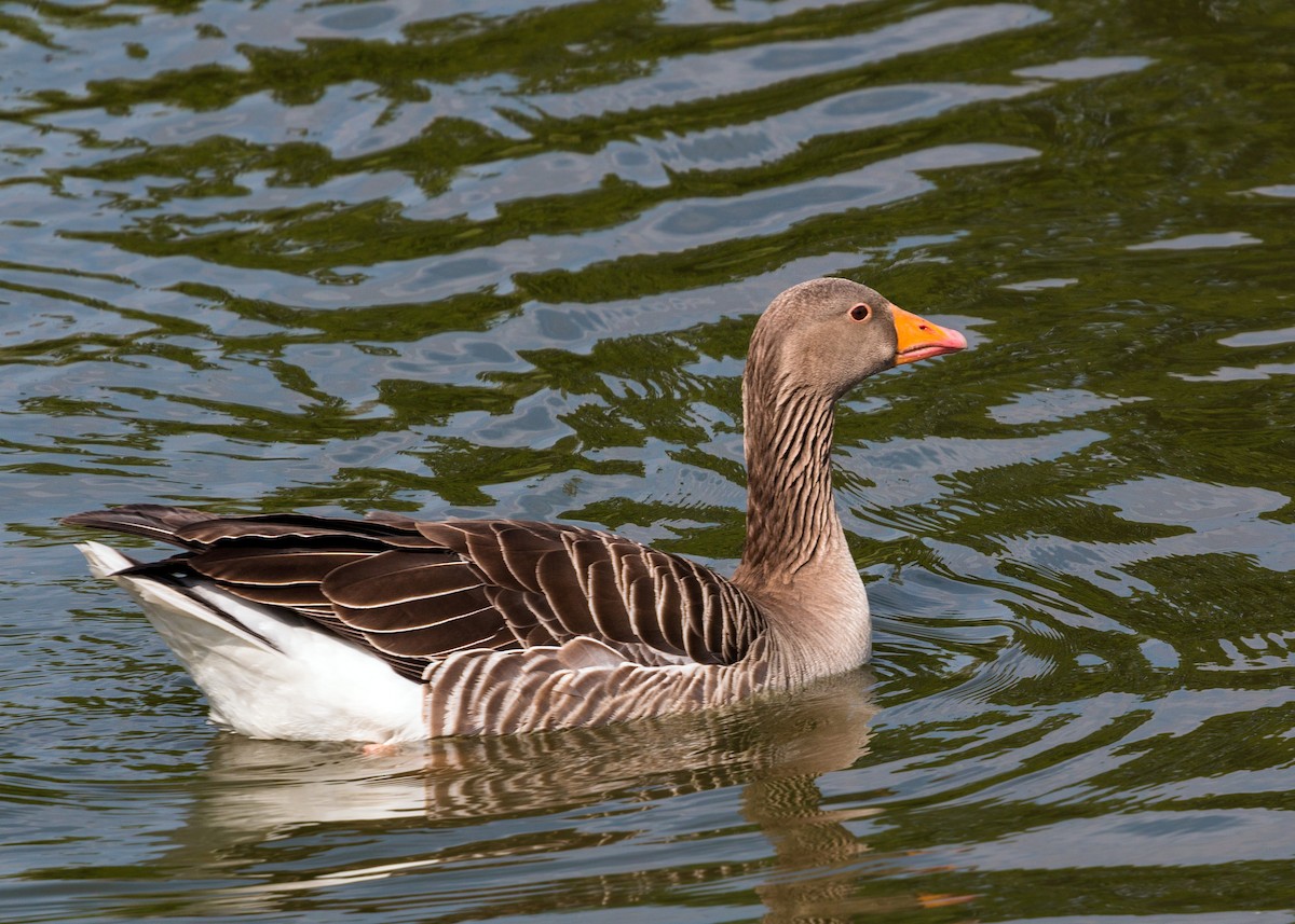 Graylag Goose - ML620469346