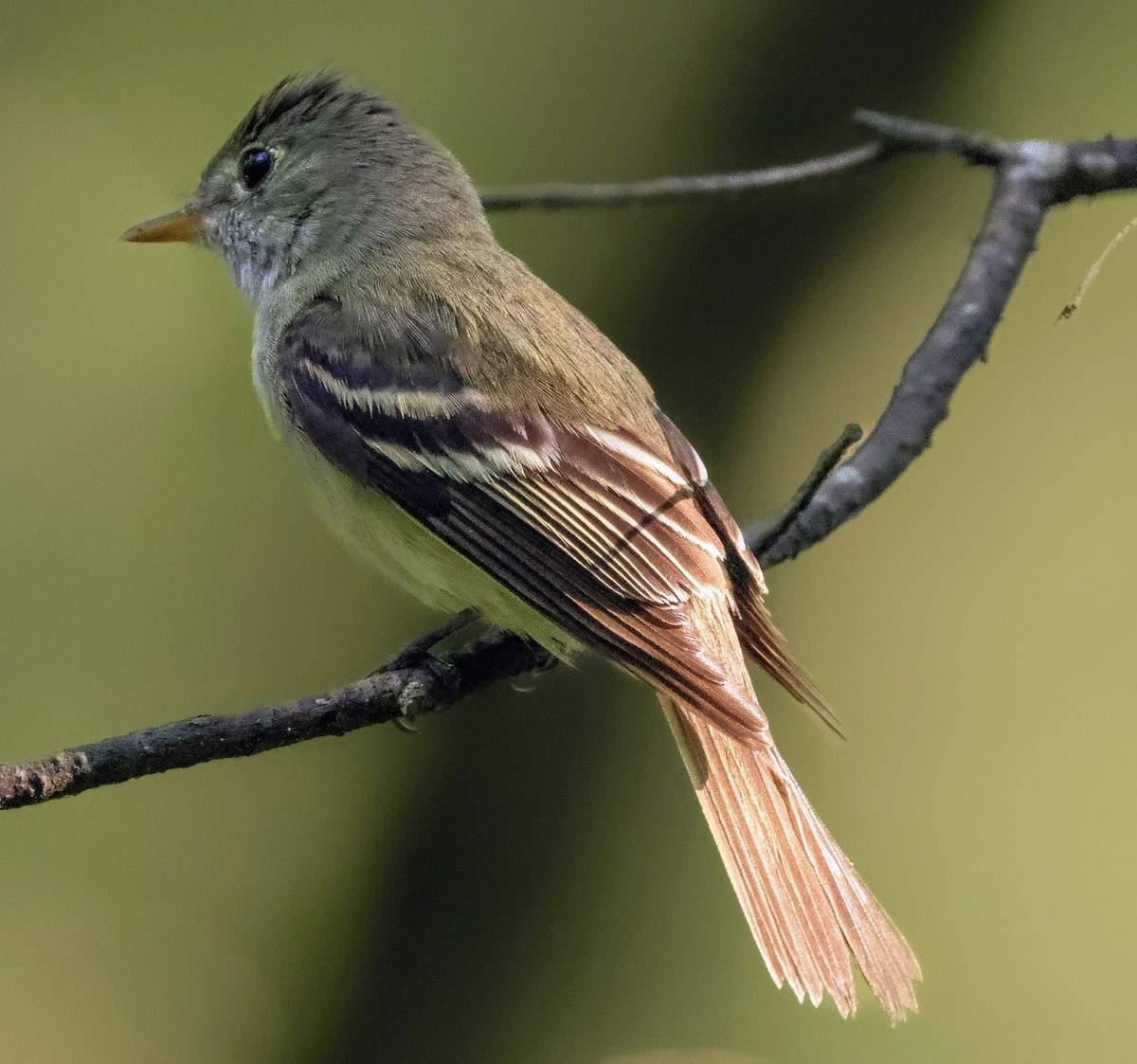 Acadian Flycatcher - ML620469351