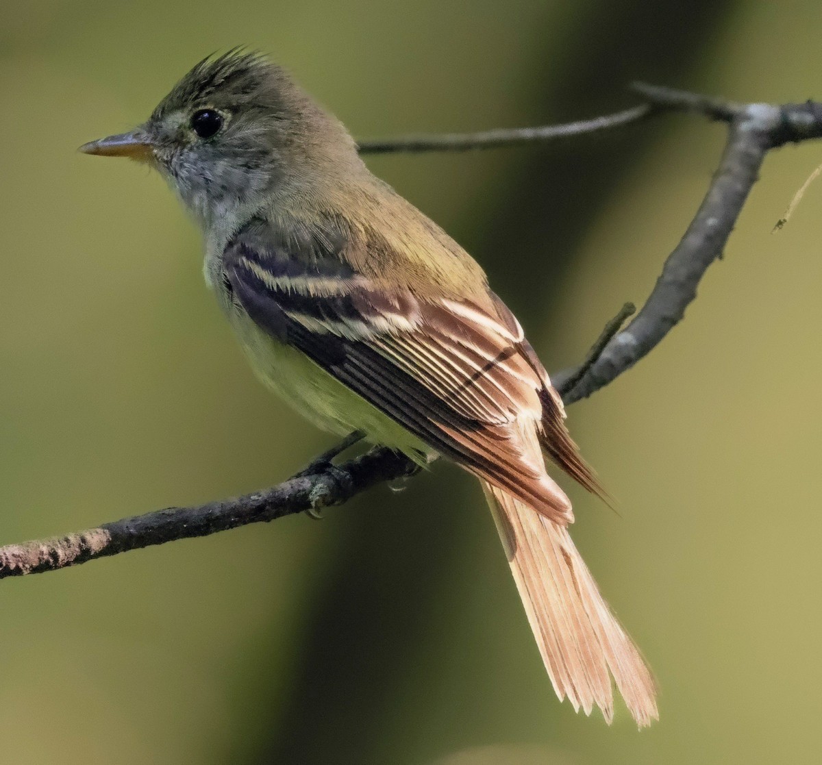 Acadian Flycatcher - ML620469352