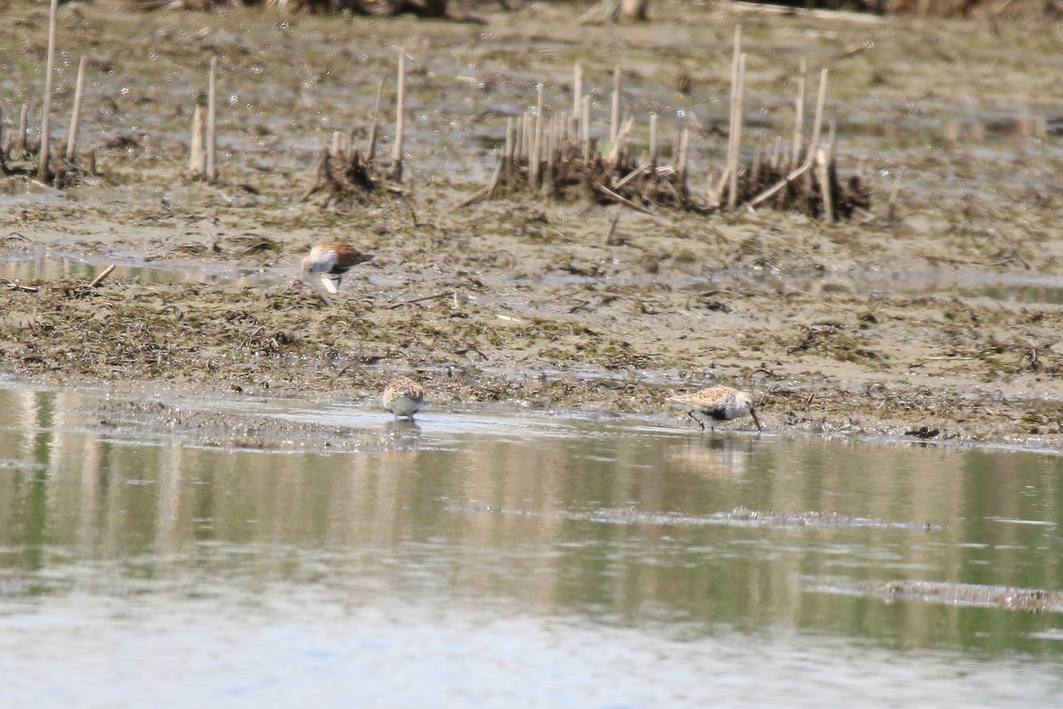 Dunlin - ML620469355