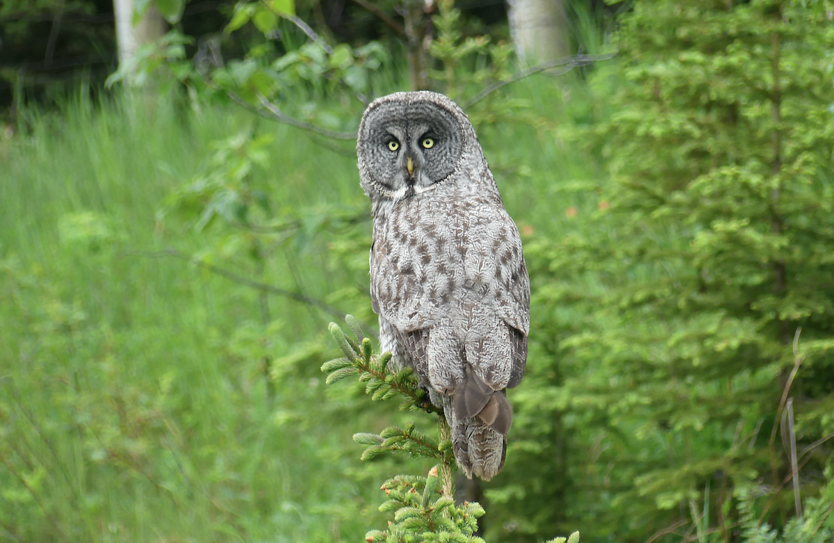 Great Gray Owl - ML620469356