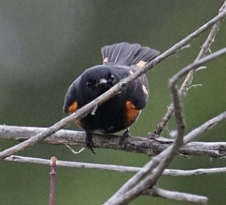 American Redstart - ML620469360