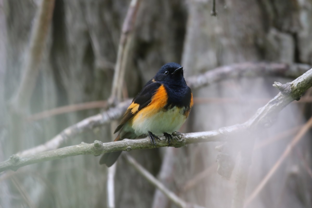 American Redstart - ML620469362