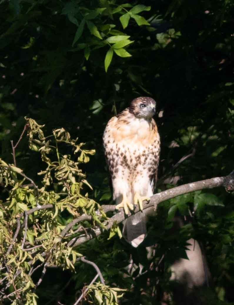 Red-tailed Hawk - ML620469366