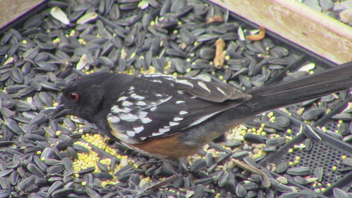 Spotted Towhee - ML620469368