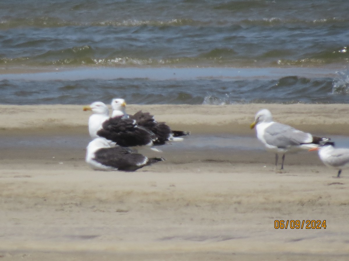 Great Black-backed Gull - ML620469370