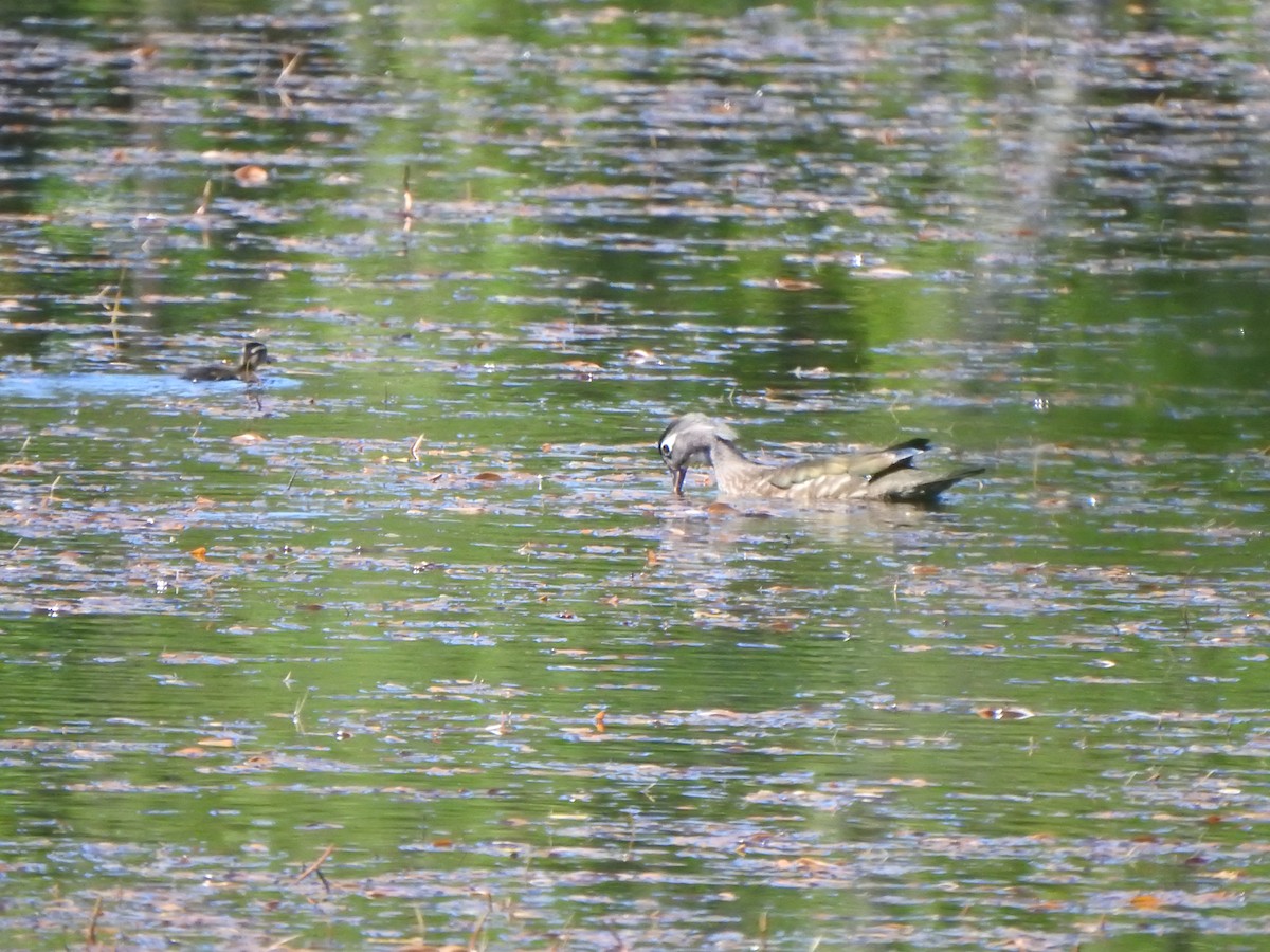 Wood Duck - ML620469373