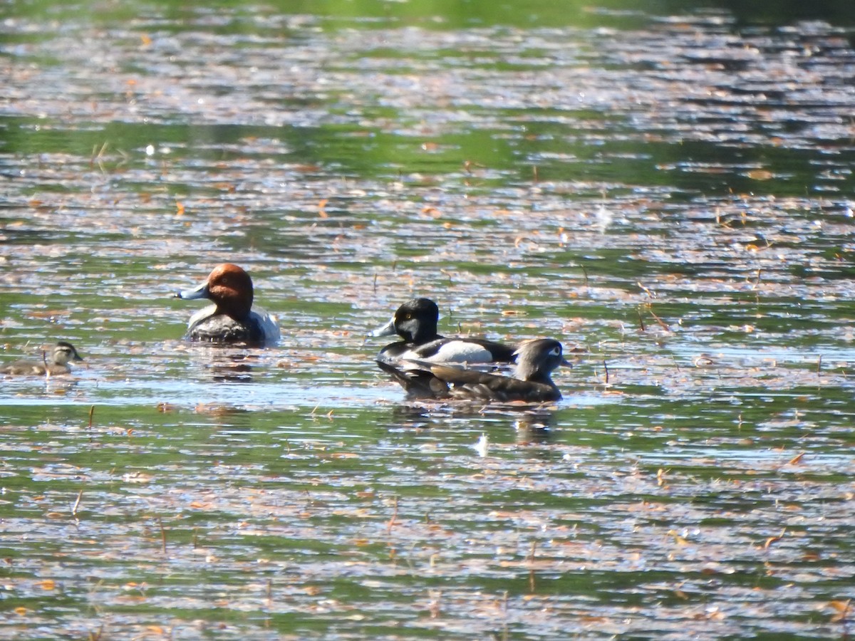 Wood Duck - ML620469374