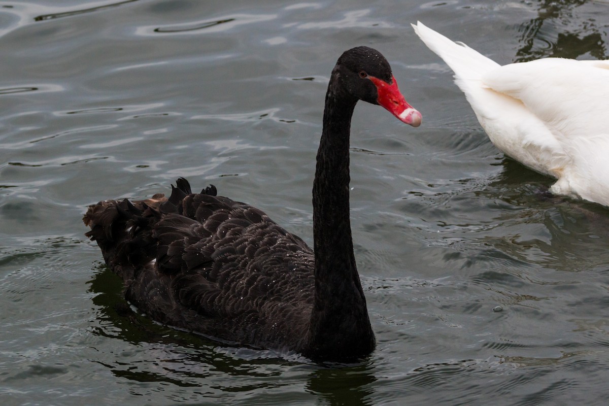 Black Swan - William Clark
