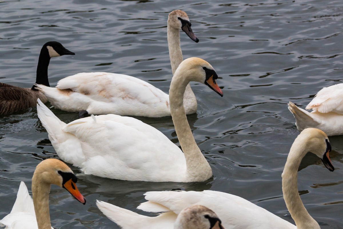 Mute Swan - William Clark