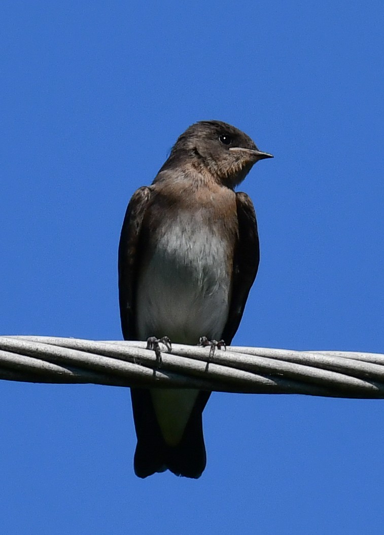 Northern Rough-winged Swallow - ML620469381