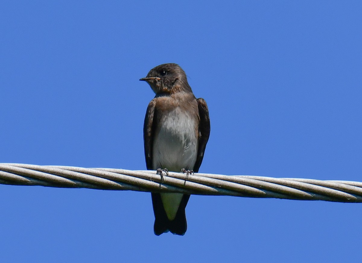 Northern Rough-winged Swallow - ML620469382