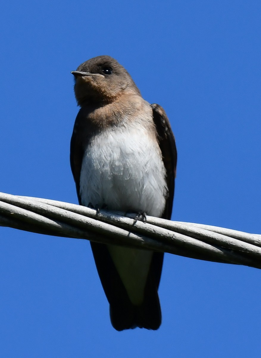 Northern Rough-winged Swallow - ML620469383