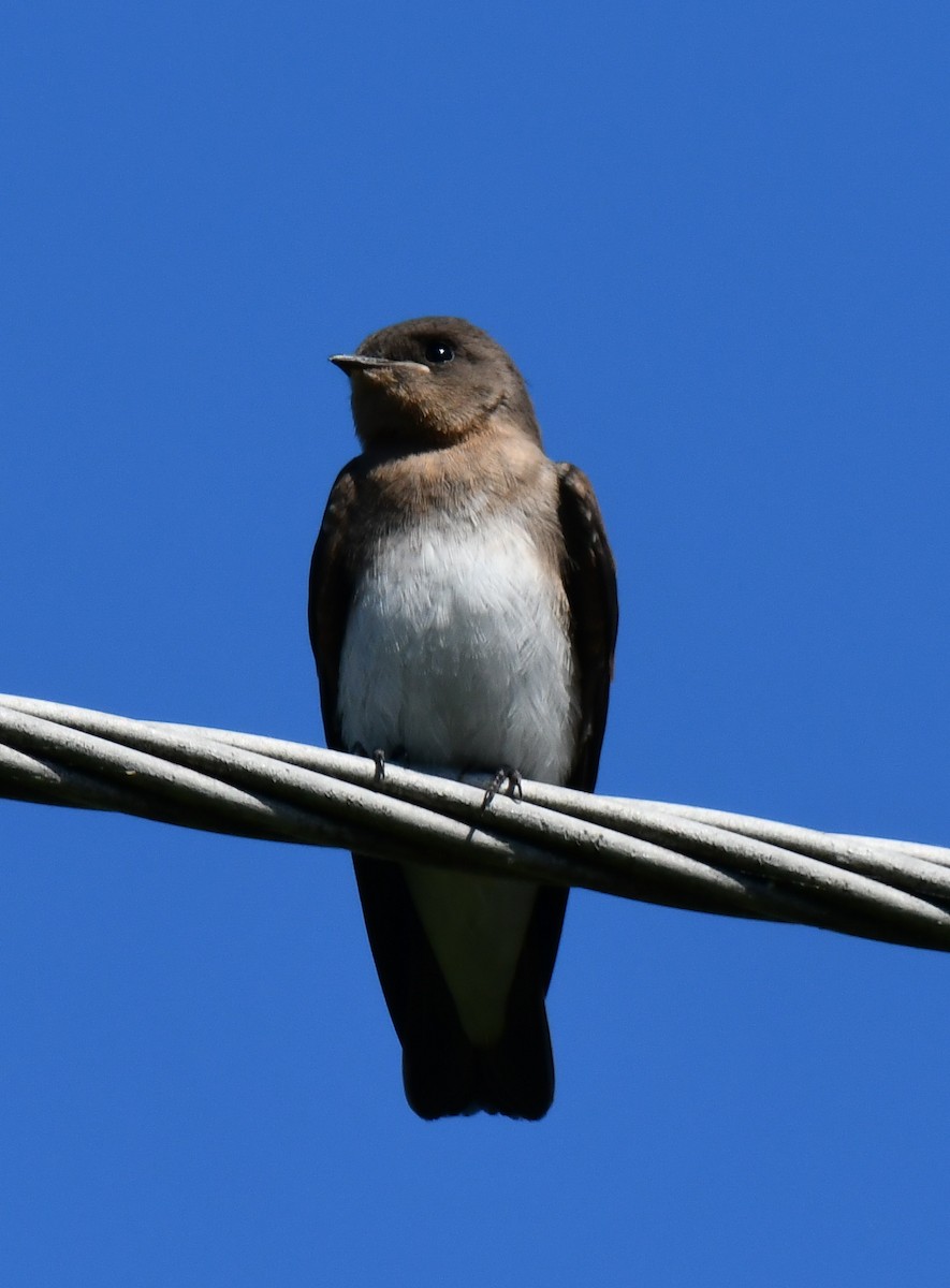 Northern Rough-winged Swallow - Elaine Thomas