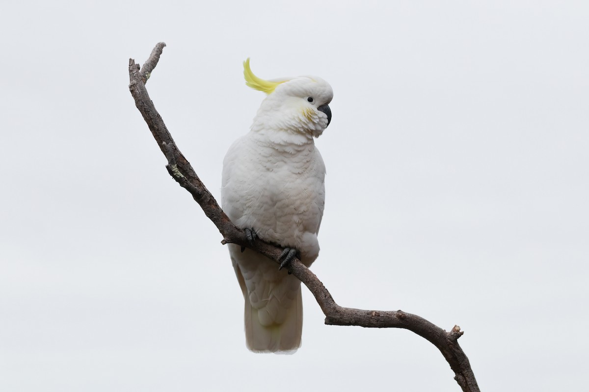 Sulphur-crested Cockatoo - ML620469386