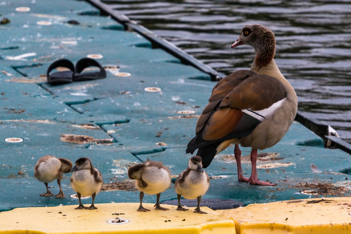 Egyptian Goose - ML620469387