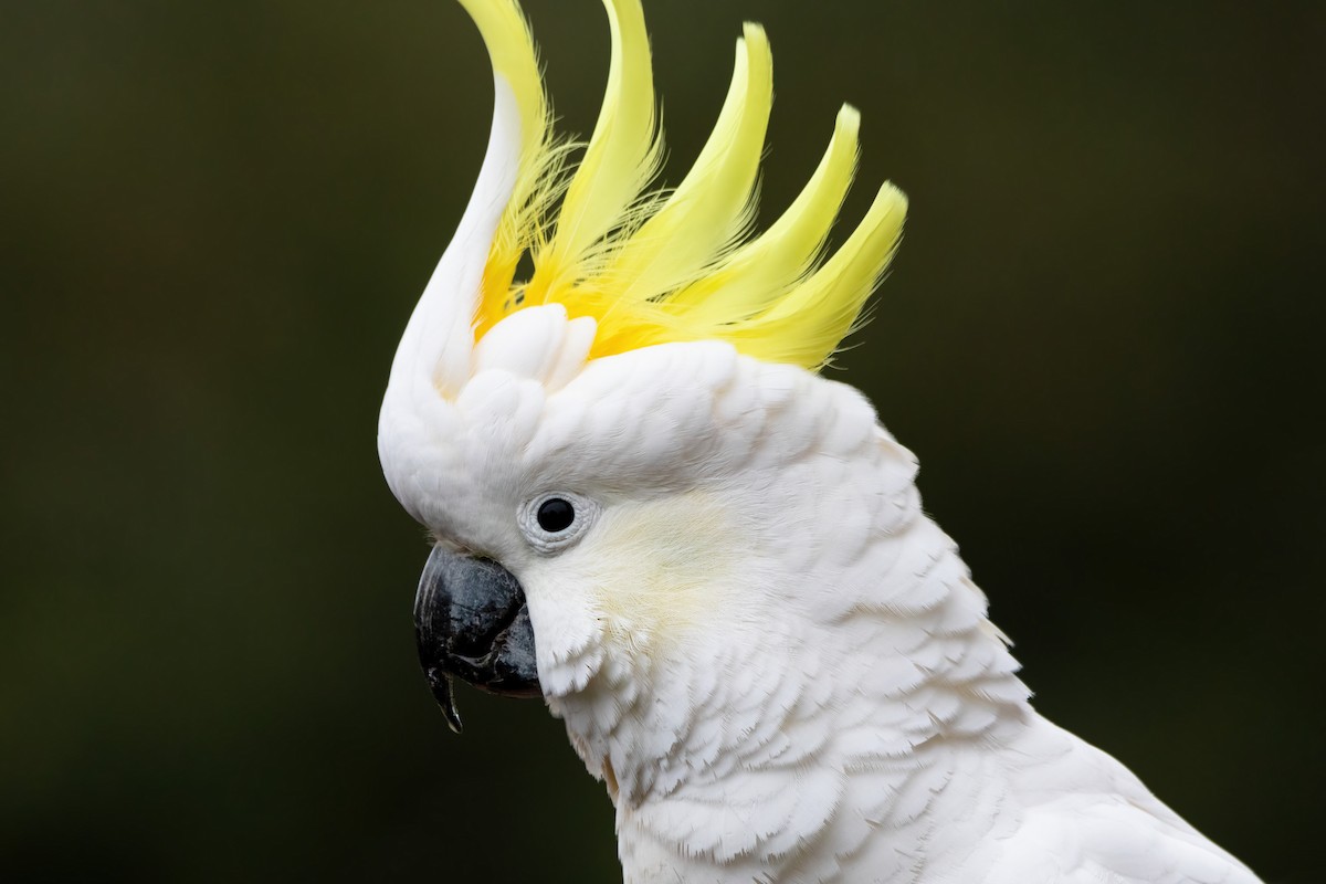 Sulphur-crested Cockatoo - ML620469388