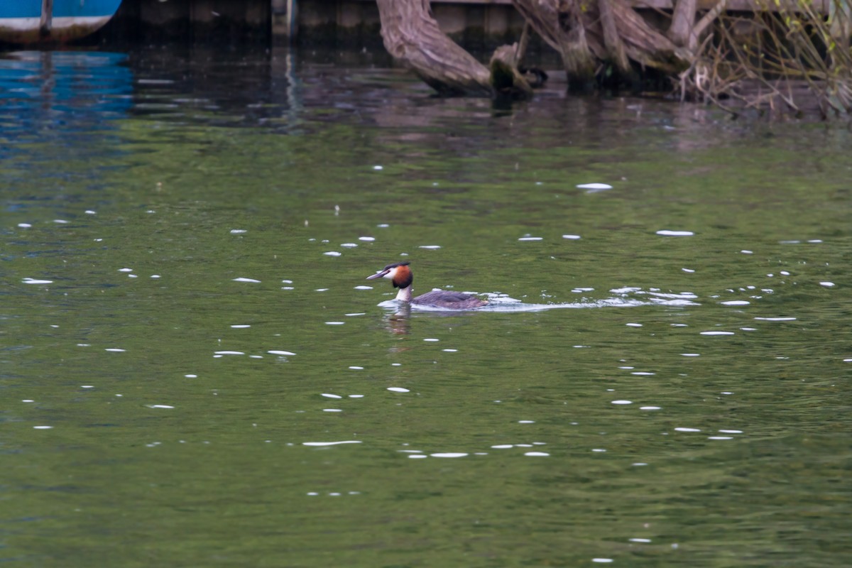 Great Crested Grebe - ML620469402