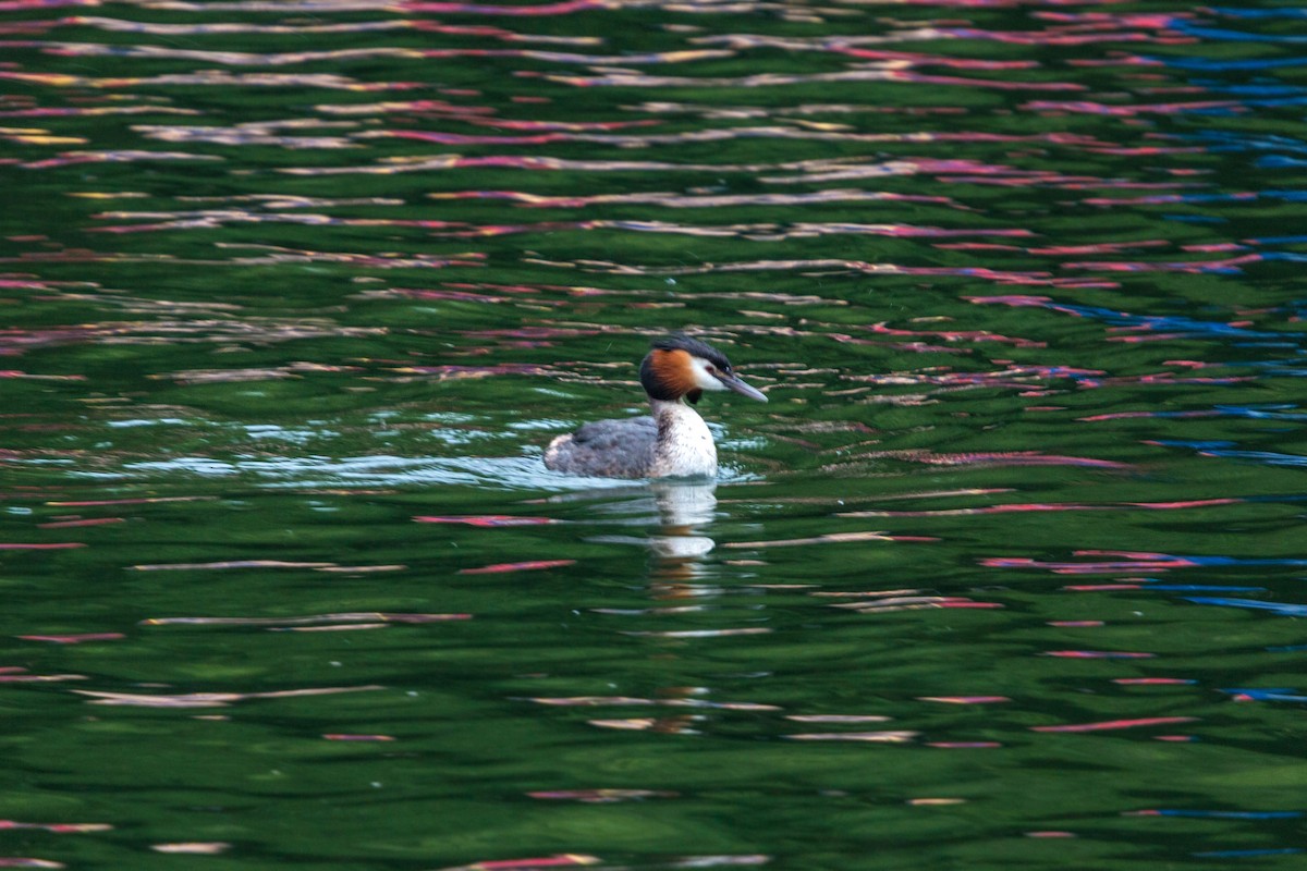 Great Crested Grebe - ML620469405