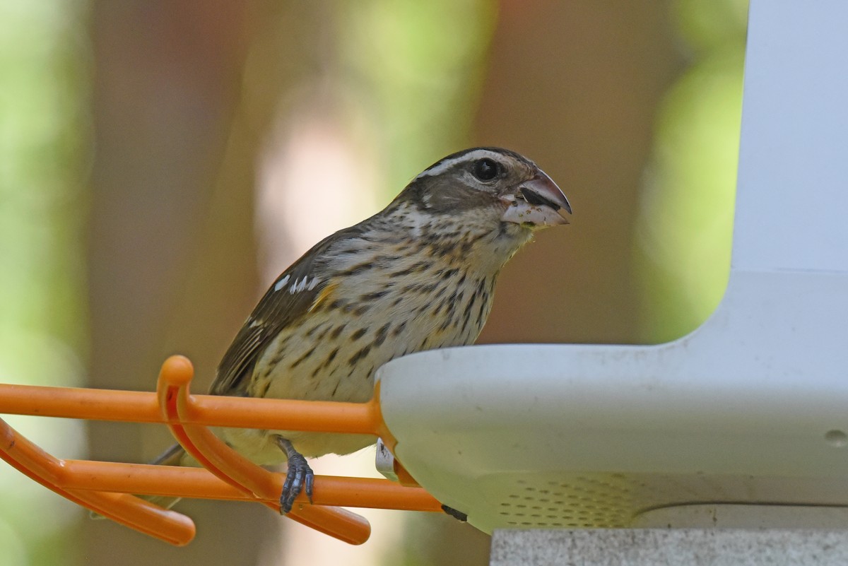 Rose-breasted Grosbeak - ML620469406