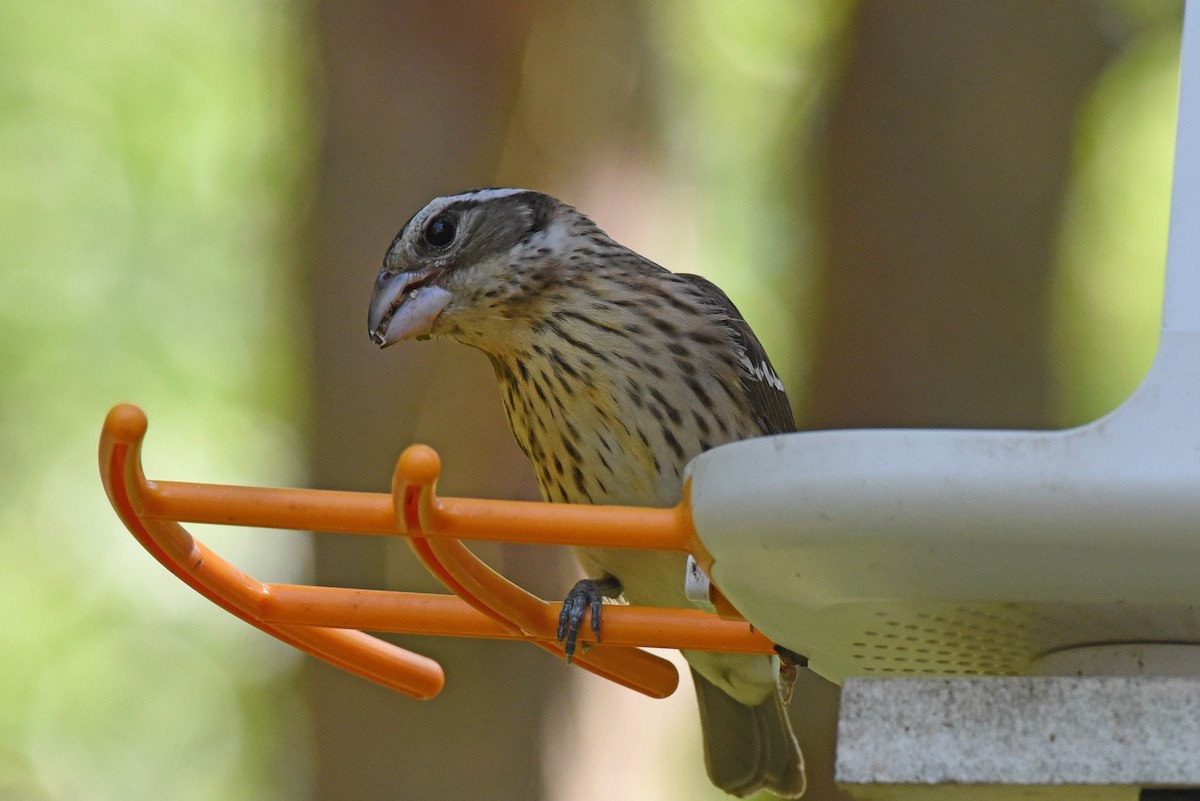 Rose-breasted Grosbeak - ML620469407