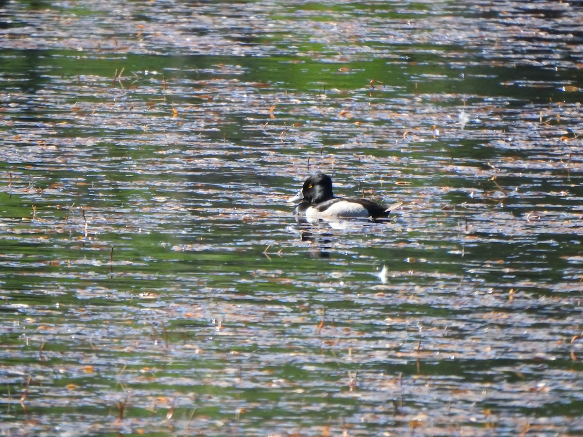 Ring-necked Duck - ML620469408