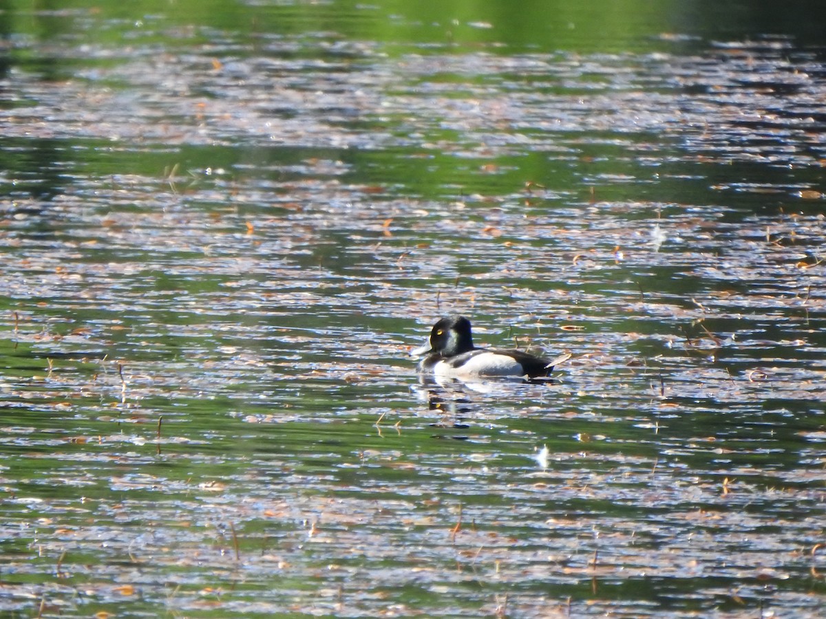 Ring-necked Duck - ML620469410