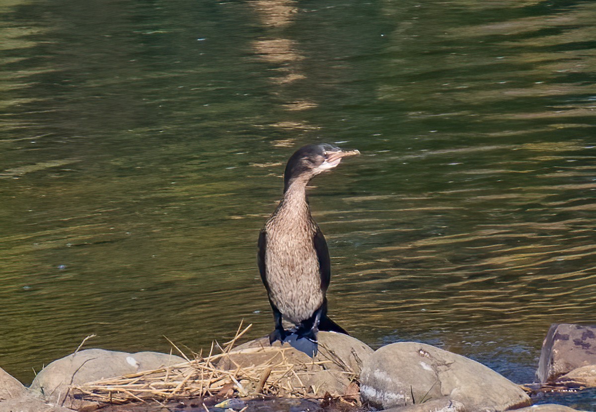 アフリカコビトウ - ML620469411