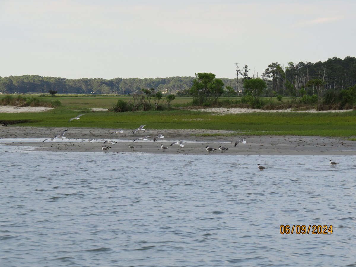 Laughing Gull - ML620469415