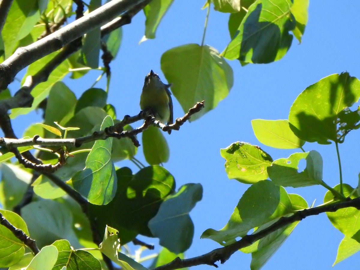 American Redstart - ML620469418