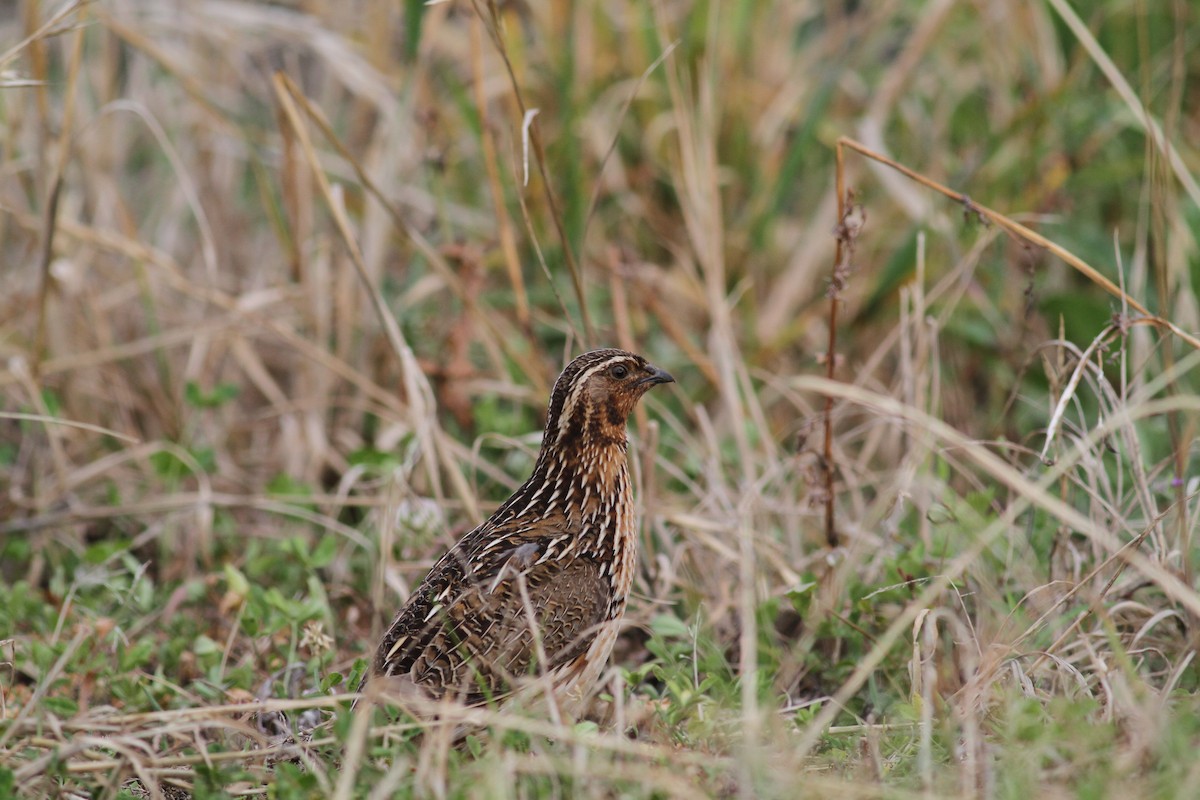 Common Quail - ML620469421