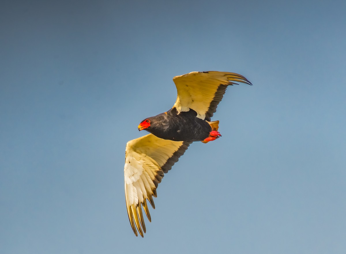 Águila Volatinera - ML620469424