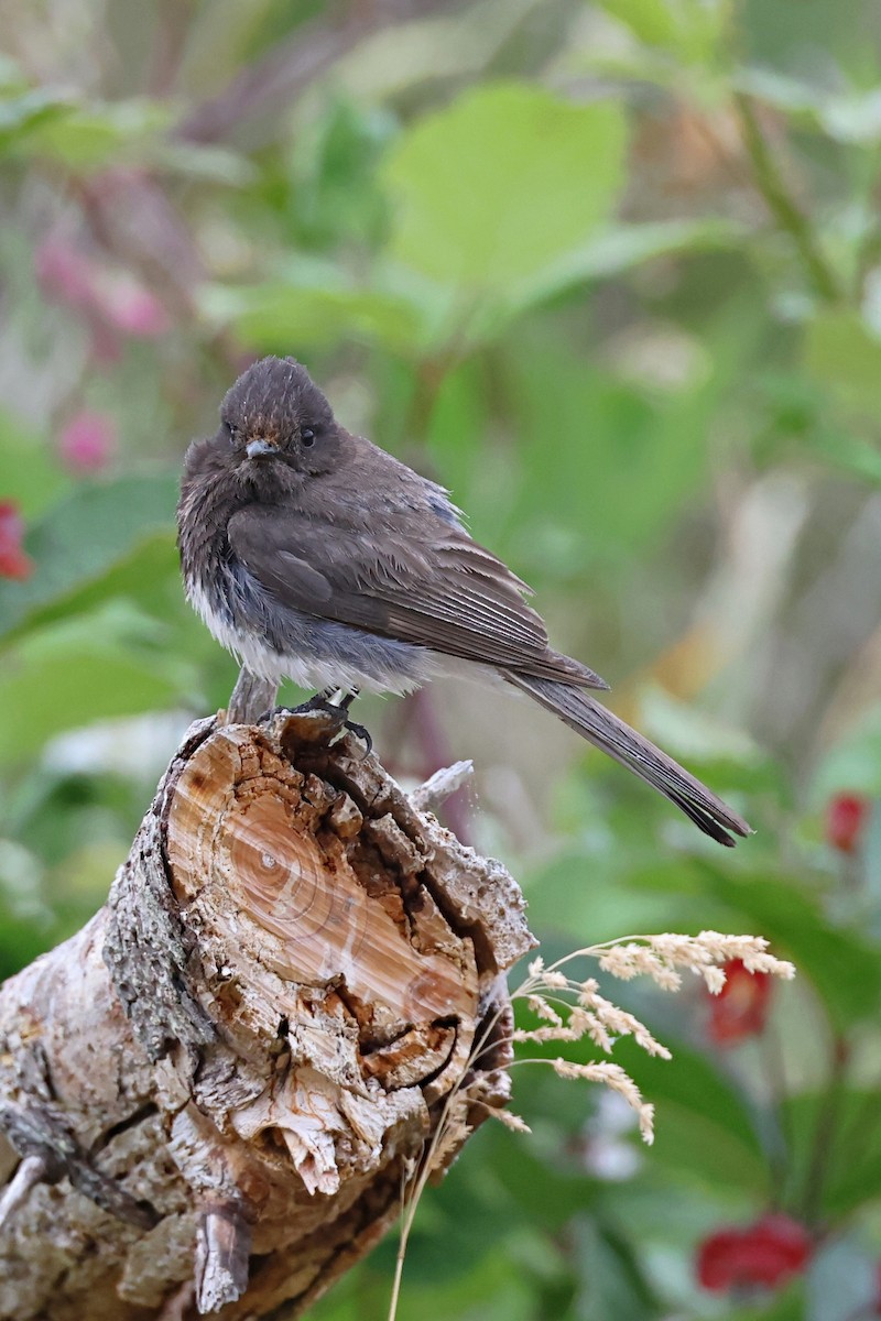 Black Phoebe - ML620469425