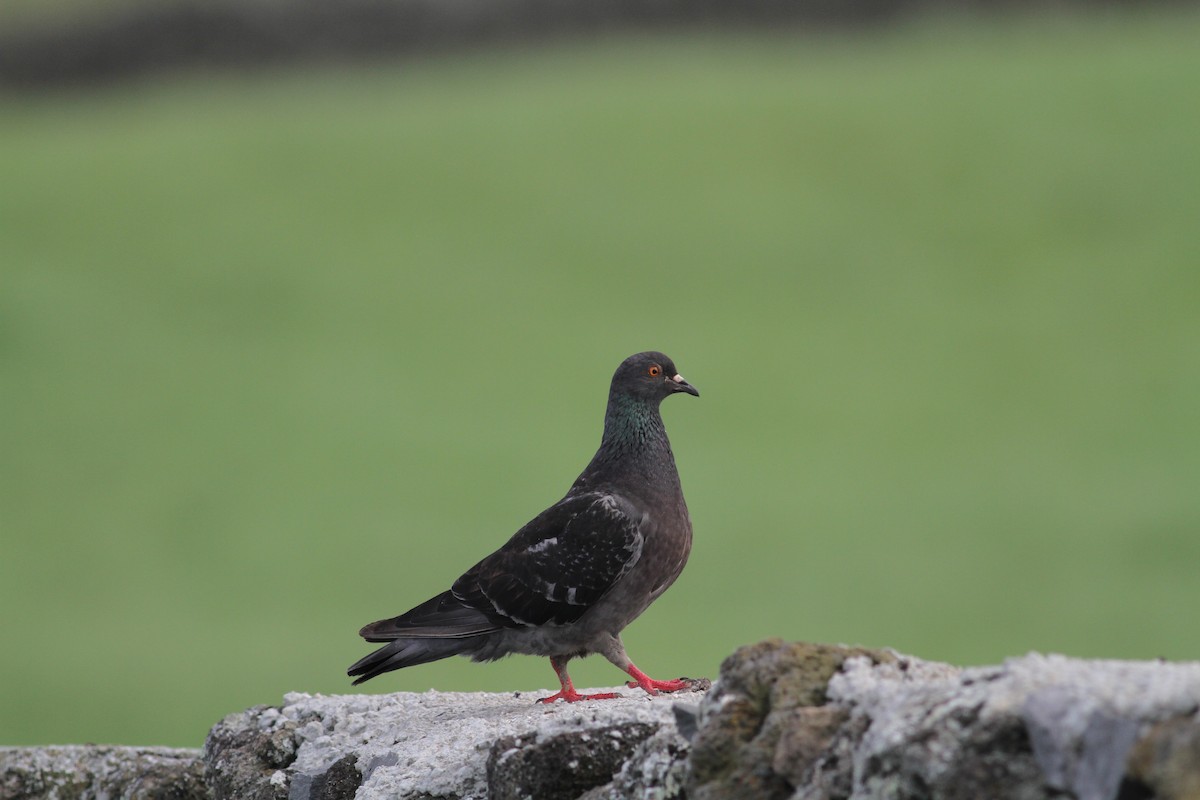 Rock Pigeon (Feral Pigeon) - ML620469426