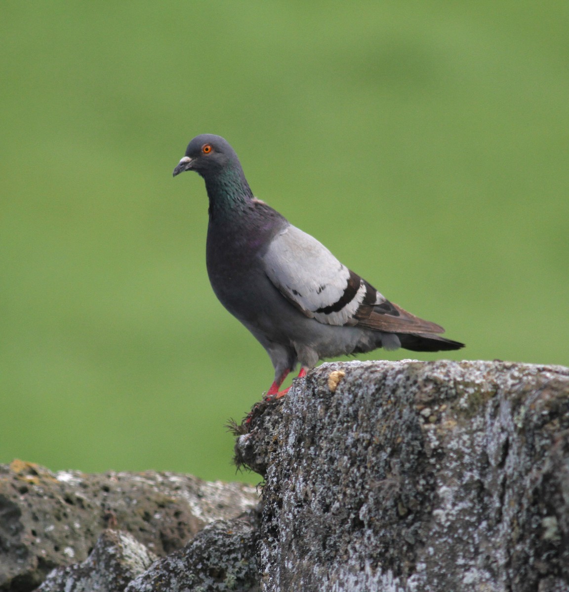 Rock Pigeon (Feral Pigeon) - ML620469428