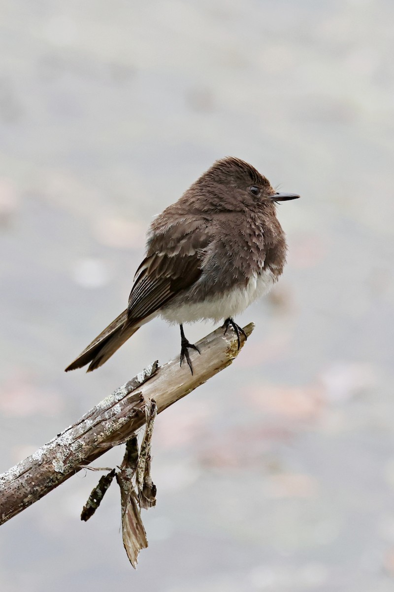 Black Phoebe - ML620469430