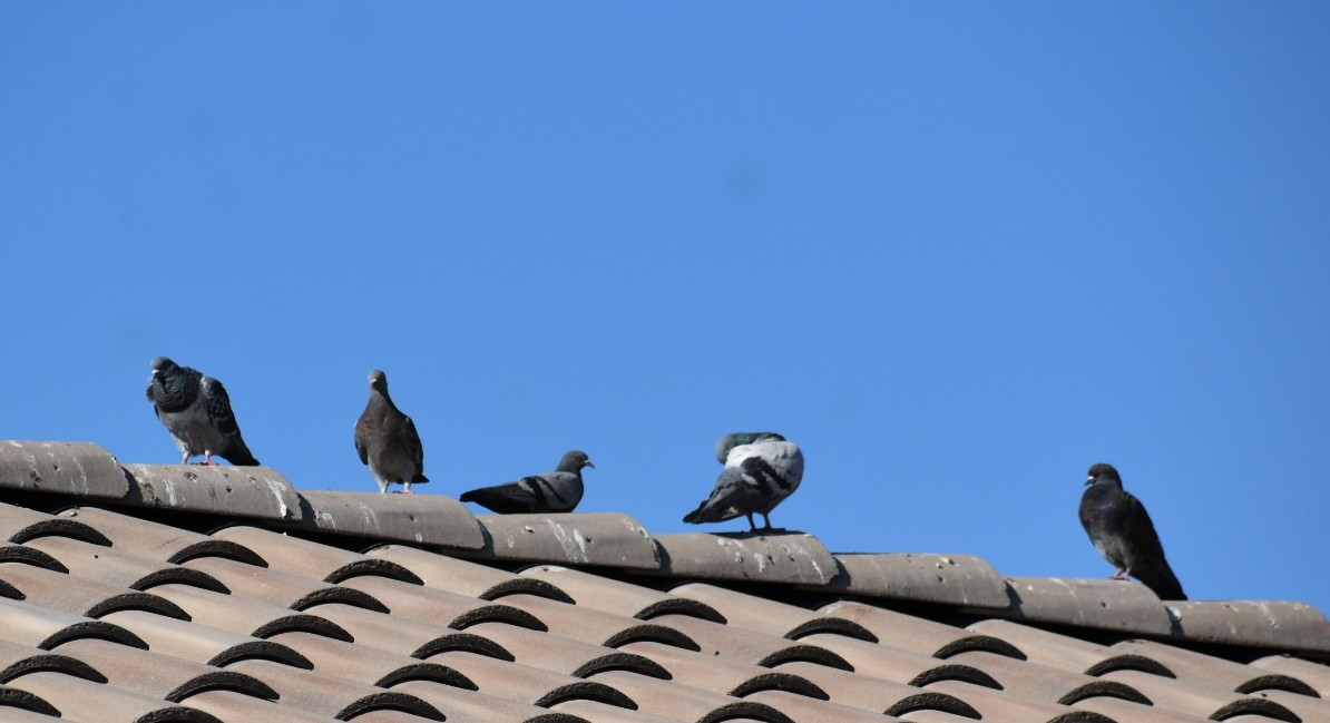 Rock Pigeon (Feral Pigeon) - ML620469431