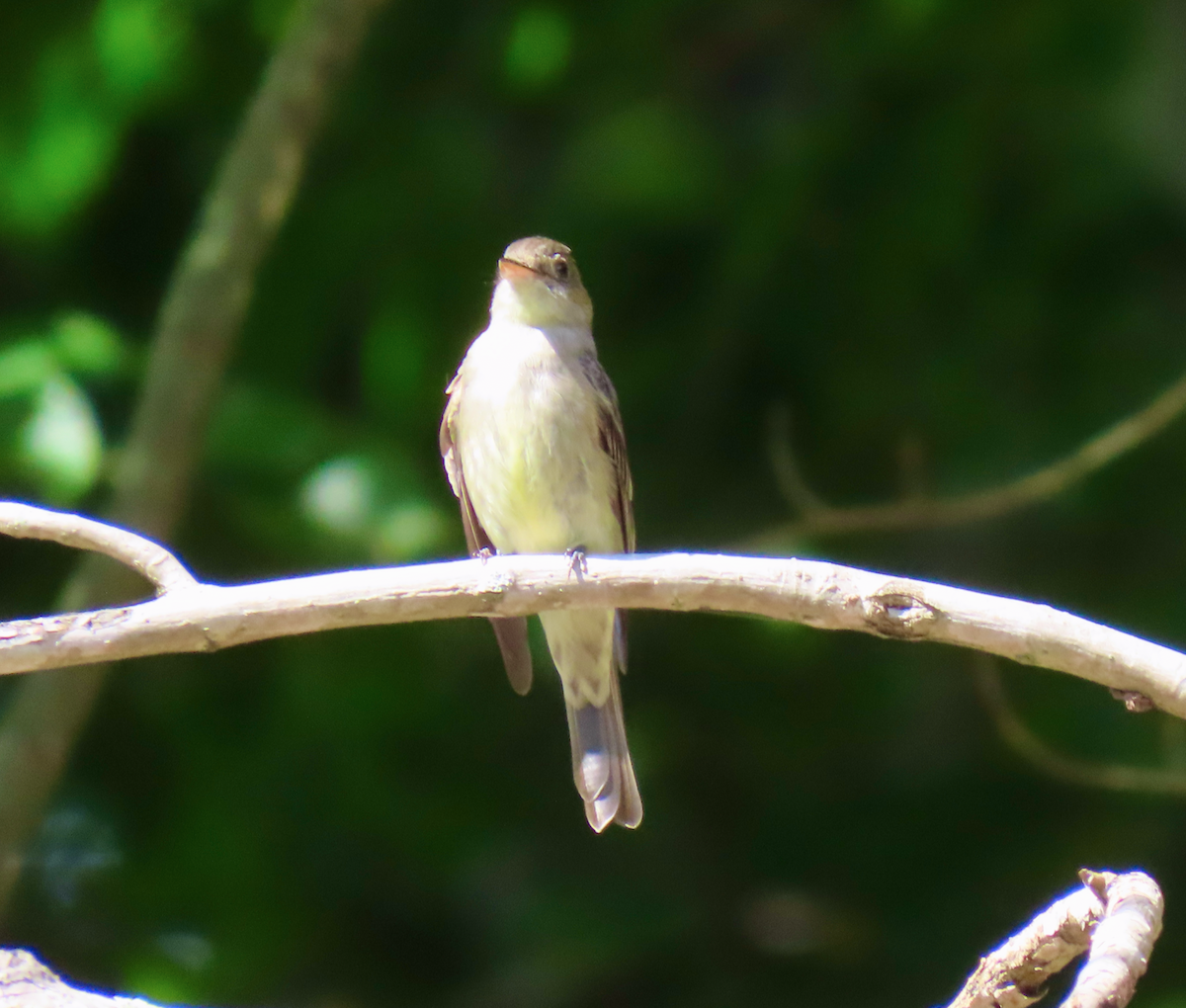 Eastern Wood-Pewee - ML620469439