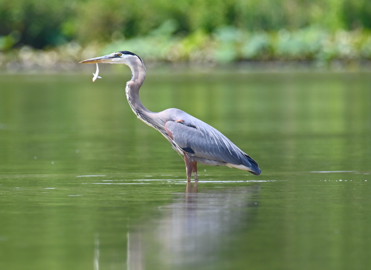 Great Blue Heron - ML620469479