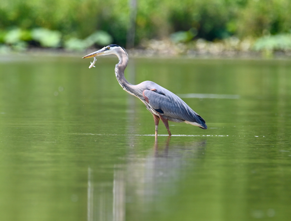 Great Blue Heron - ML620469480