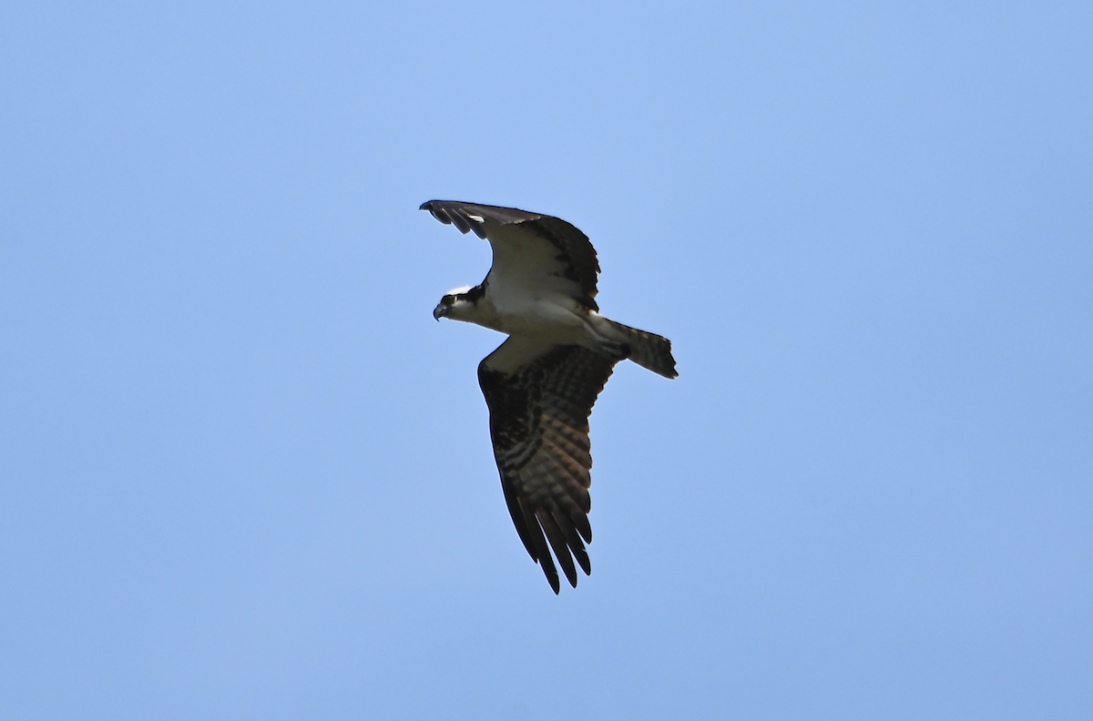 Balbuzard pêcheur - ML620469481