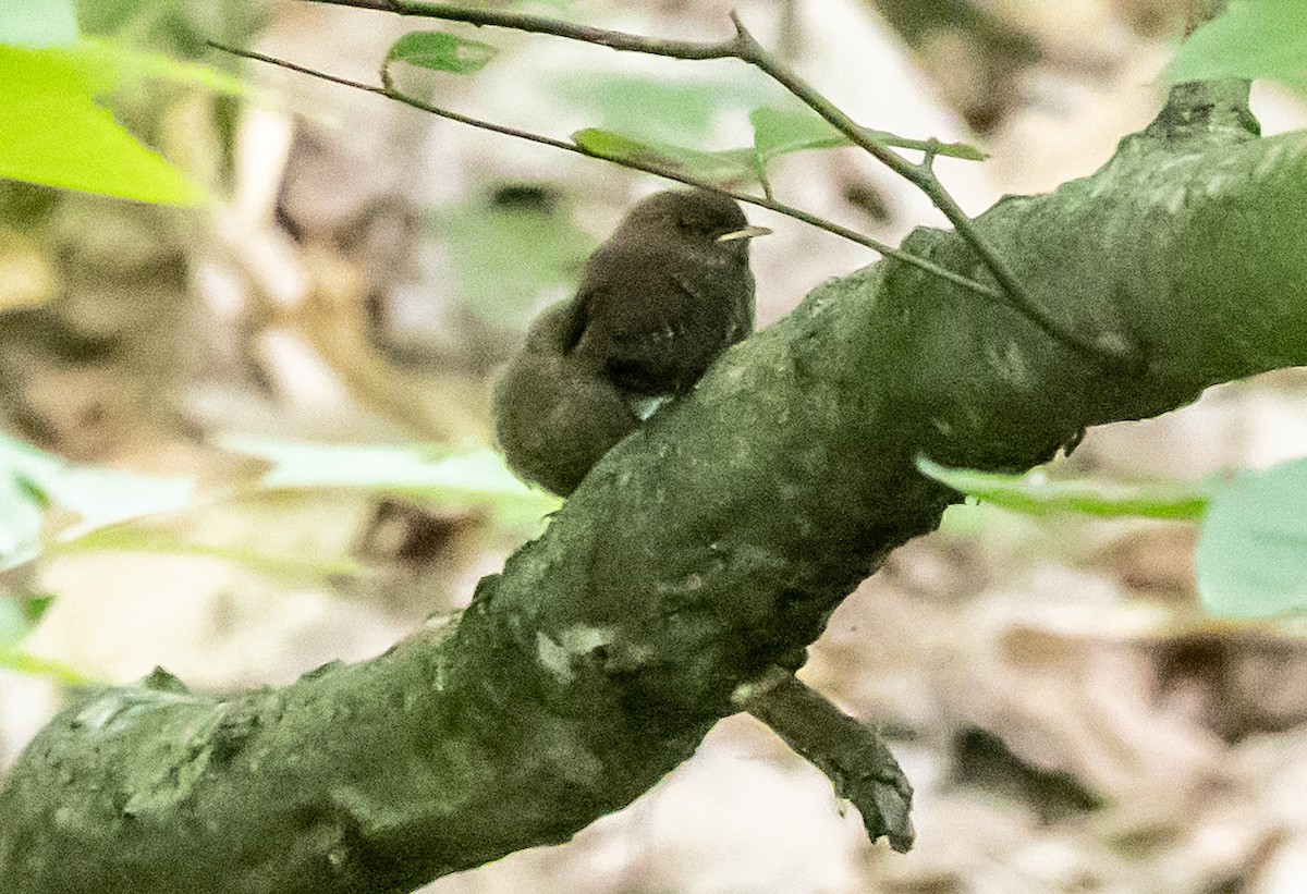 Winter Wren - ML620469503