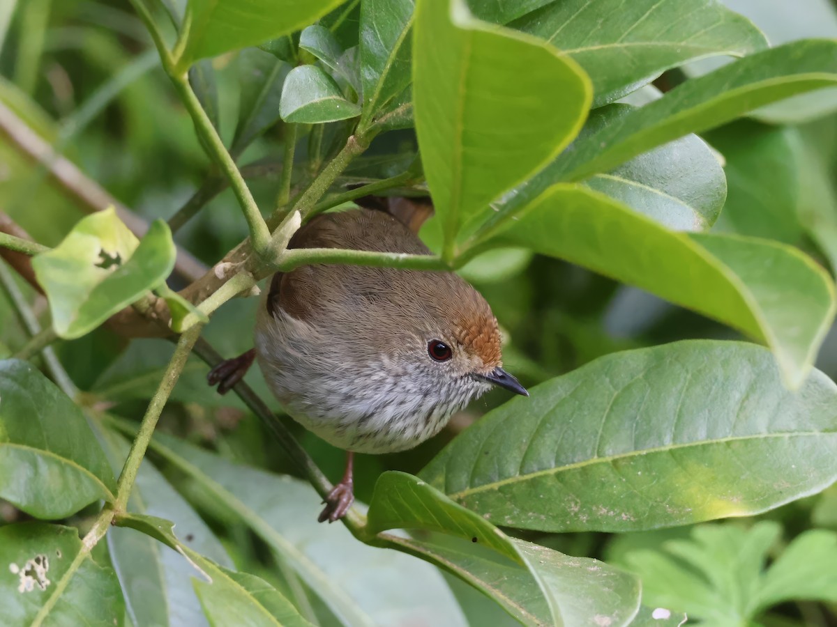 Brown Thornbill - ML620469504