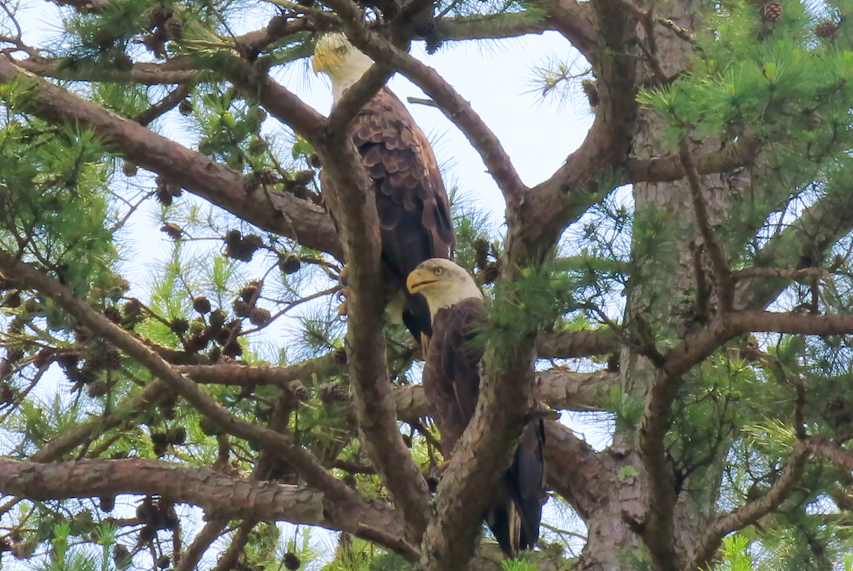 Bald Eagle - ML620469508