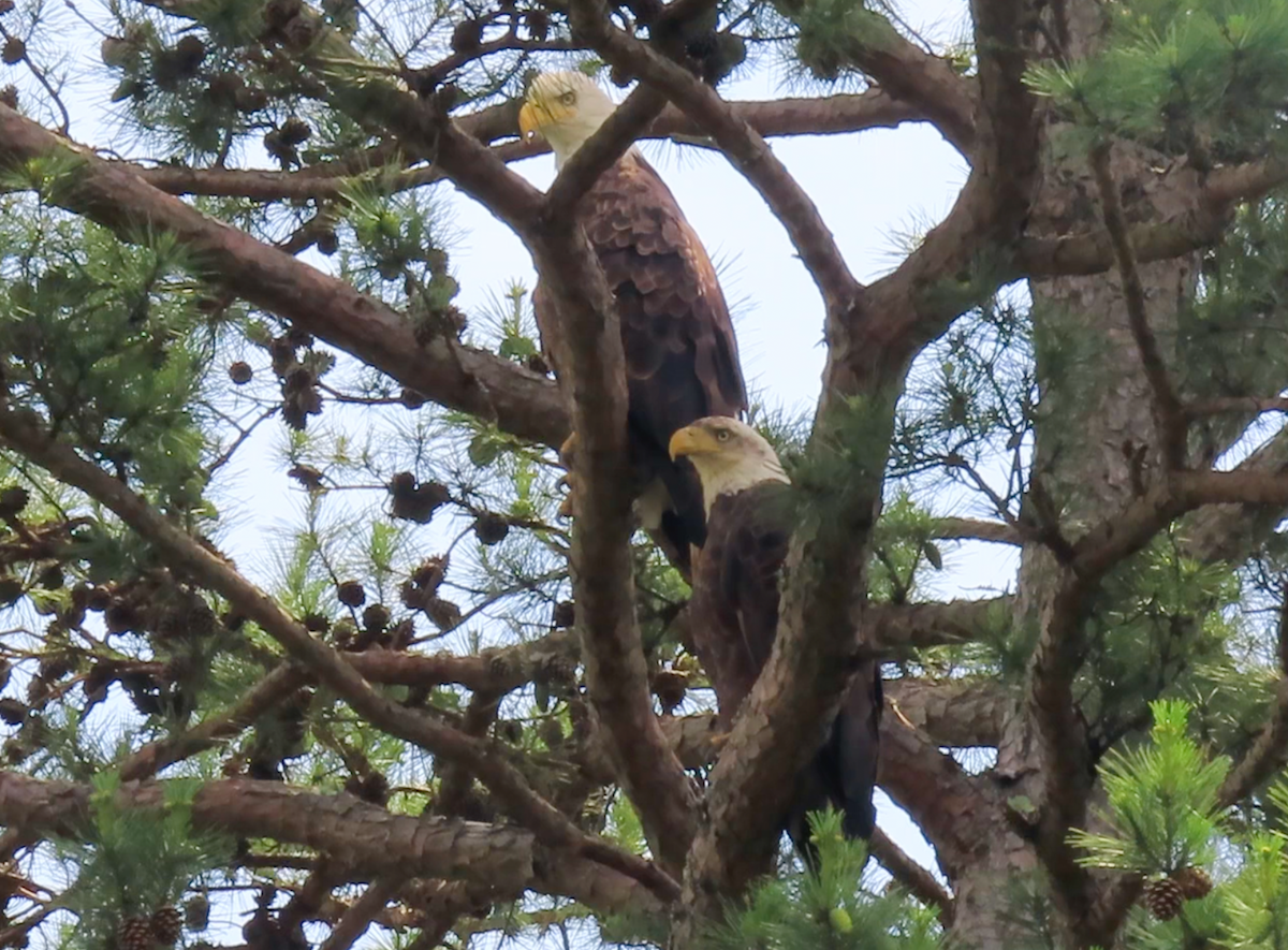 Bald Eagle - Heather Buttonow