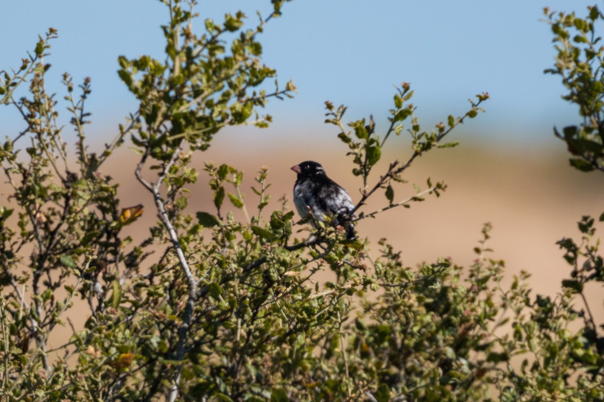 Rose-breasted Grosbeak - ML620469516