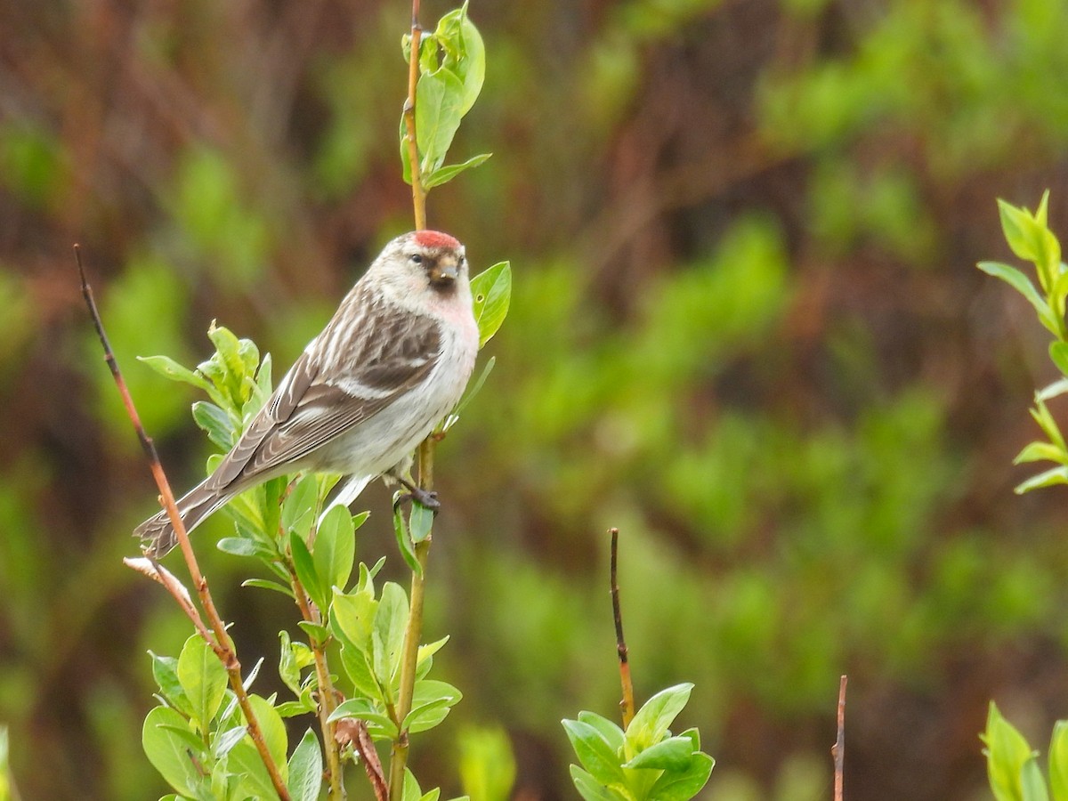 Hoary Redpoll - ML620469519