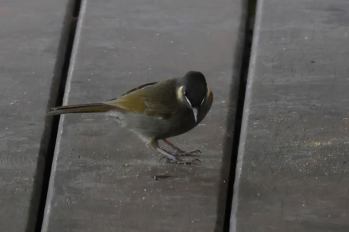 Lewin's Honeyeater - ML620469526