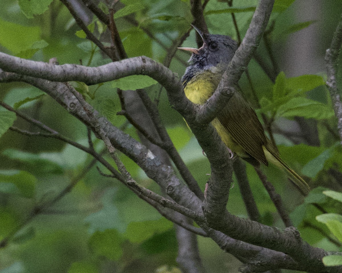 Mourning Warbler - ML620469537