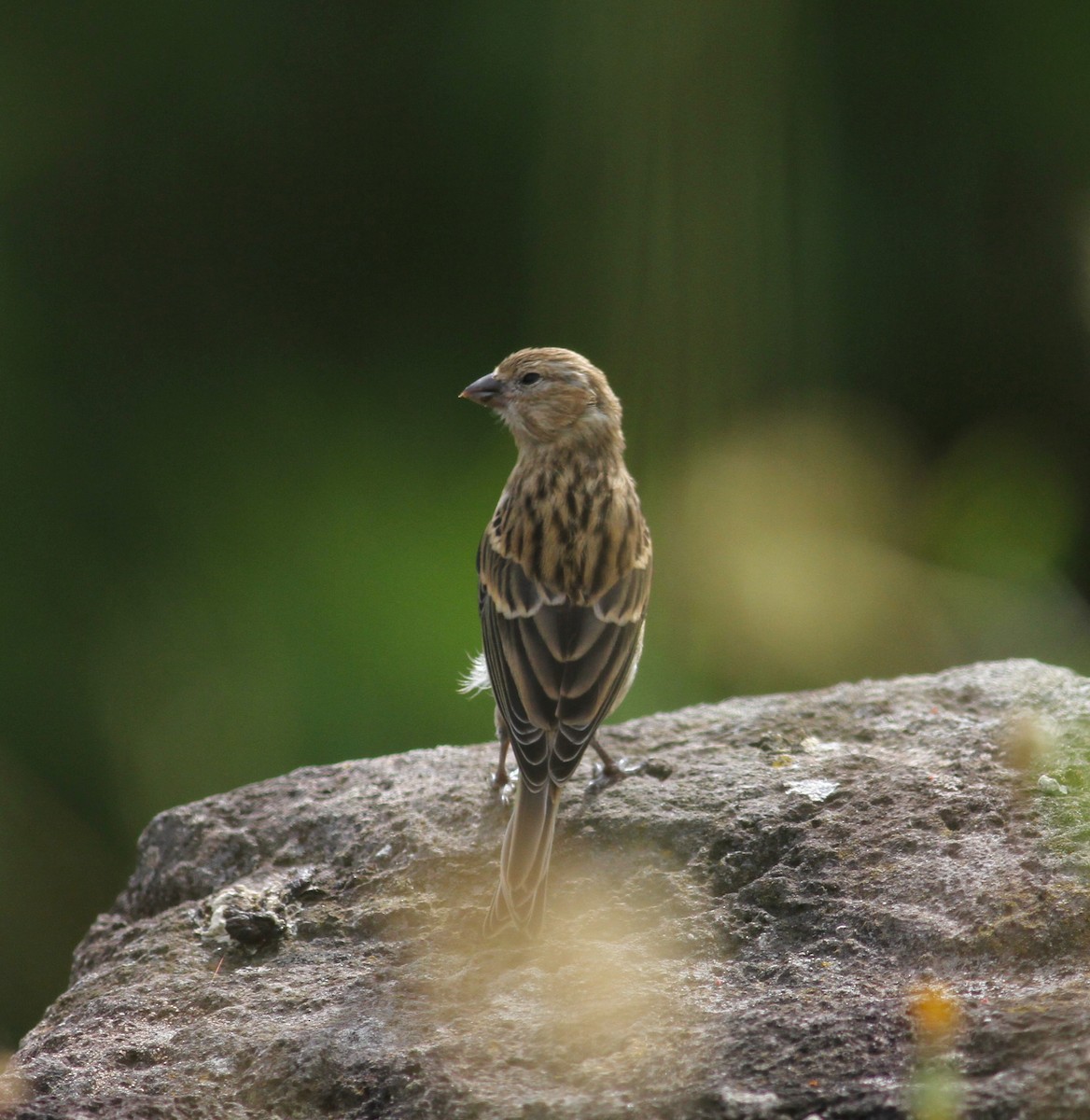 Island Canary - ML620469538